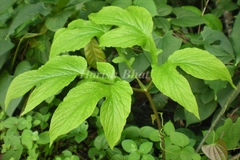 Tacca leontopetaloides